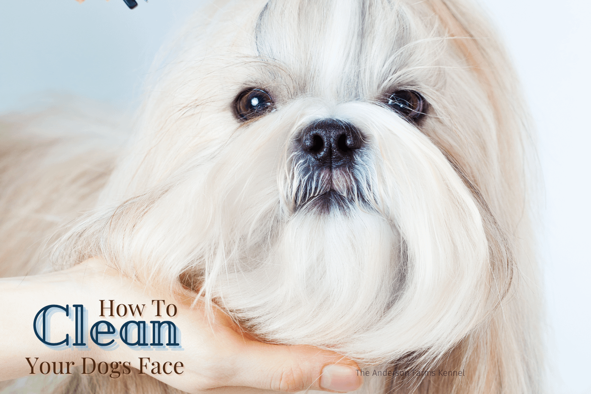 How to Wash Your Dog's Face The Anderson Farms Kennel