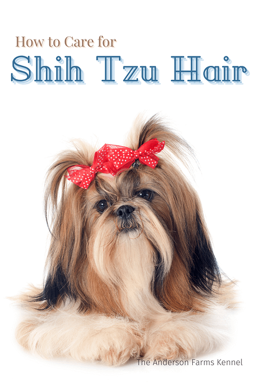 How to Care for Shih Tzu Hair The Anderson Farms Kennel