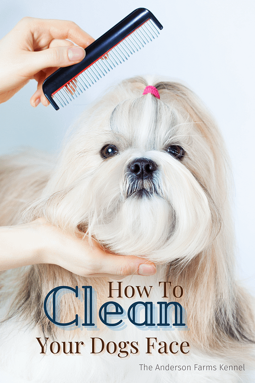 How to Wash Your Dog's Face The Anderson Farms Kennel