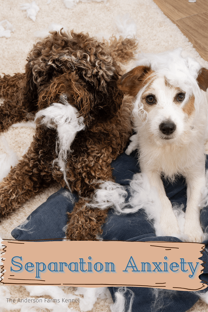 Separation Anxiety in Dogs The Anderson Farms Kennel